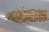 Teleiopsis diffinis