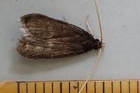 Homaloxestis briantiella