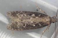 Gelechia sororculella
