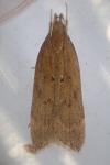 Helcystogramma lutatella