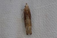 Eucosma gr. cana