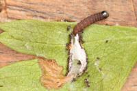 Spilonota ocellana