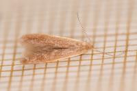Coleophora limosipennella