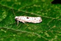 Yponomeuta plumbella