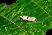 Yponomeuta plumbella