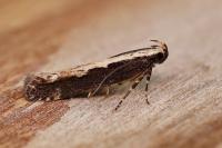 Gladiovalva rumicivorella