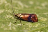 Nemophora albiciliellus