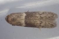Hypatopa segnella