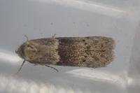 Hypatopa segnella