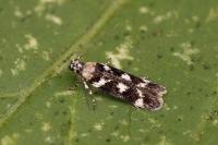 Caryocolum tischeriellum