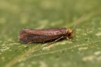 Cephimallota crassiflavella