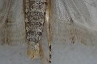 Agonopterix ciliella