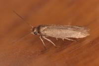 Scythris