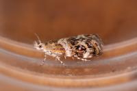 Tebenna micalis