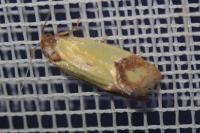 Agapeta zoegana