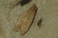 Helcystogramma lutatella