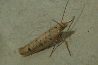 Ypsolopha ustella