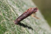 Coleophora hemerobiella