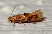Bucculatrix ulmella