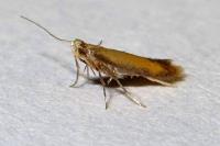 Coptotriche marginea