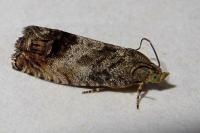Cydia splendana
