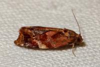 Ditula angustiorana