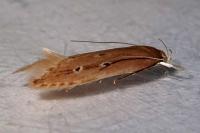 Limnaecia phragmitella