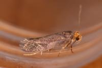 Cephimallota crassiflavella