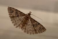 Alucita hexadactyla