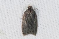 Acleris umbrana