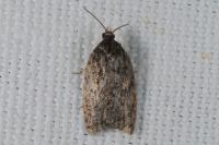 Acleris umbrana