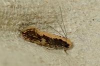 Monopis crocicapitella