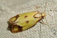 Agapeta zoegana