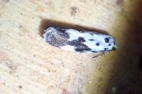 Ethmia quadrillella