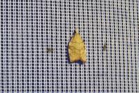 Pandemis corylana