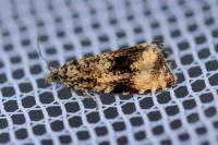 Celypha lacunana