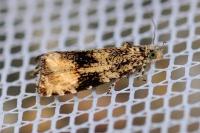 Celypha lacunana