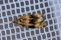 Celypha lacunana