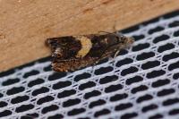 Dichrorampha petiverella