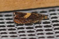 Dichrorampha petiverella