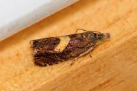Dichrorampha petiverella