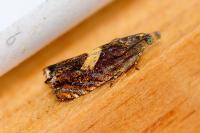 Dichrorampha petiverella