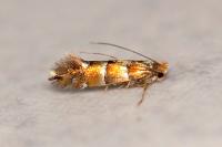 Phyllonorycter klemannella