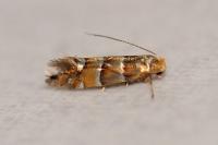 Phyllonorycter klemannella