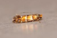 Phyllonorycter klemannella