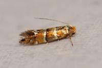 Phyllonorycter klemannella