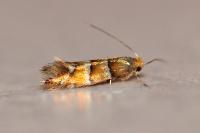Phyllonorycter klemannella
