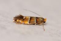 Phyllonorycter klemannella