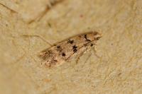Bryotropha