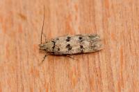Bryotropha